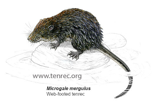 Microgale mergulus, Web-footed tenrec