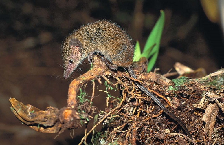 Least Shrew Tenrec (Microgale pusilla) - Tsinjoarivo - Madagascar - Copyright Harald Schütz