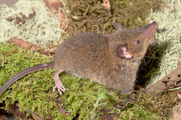 Dobson's Shrew Tenrec (Nesogale dobsoni) - Ankazomivady - Madagascar - Copyright Harald Schütz