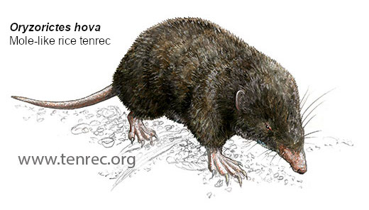 Oryzorictes hova, Mole-like rice tenrec