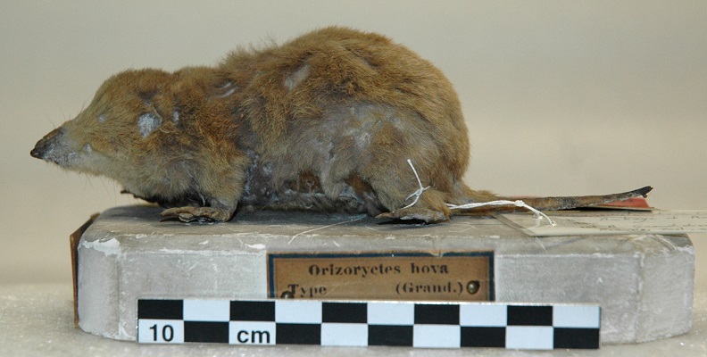 Mole-like Rice Tenrec (Oryzorictes hova) - Holotype - 