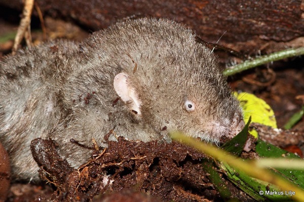 Mole-like Rice Tenrec (Oryzorictes hova) - Ranomafana National Park - Madagascar - © Markus Lilje